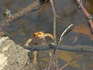 Männliche Erdkröte im Teich