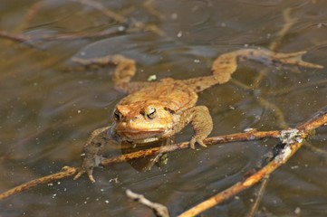 Männliche Erdkröte im Teich