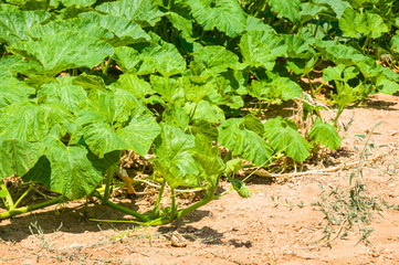 pumpkin plant