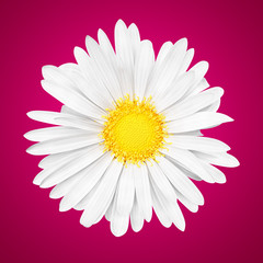 3D abstract sunny white daisy flower on pink background