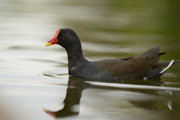 Moorhen, Gallinula Chloropus
