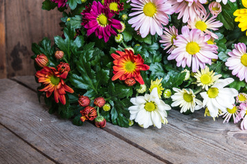 Mutlicolor chrysanthemums on rustic wood background