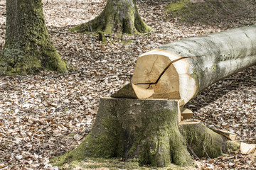 hêtre abbatu en forêt par les forestiers