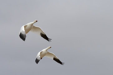 Fototapeta na wymiar Two Snow Geese Gliding with Wings Extended