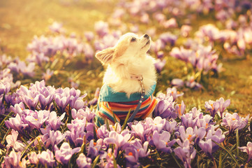 Chihuahua dog and purple crocus flowers  filtered spring image