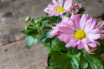 Pink chrysanthemums on rustic wood background