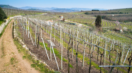 Fototapeta na wymiar vineyards on the hills in spring, Italy