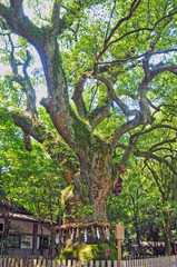 熱田神宮御神木