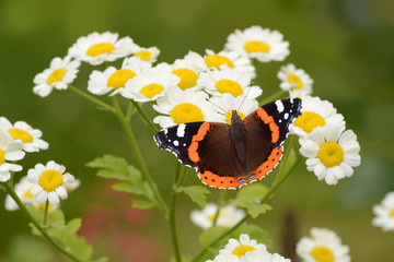Schmetterling 132
