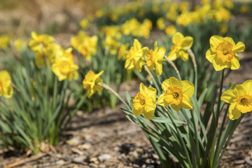 Obraz premium Daffodils growing in a garden