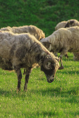 pasture of sheep