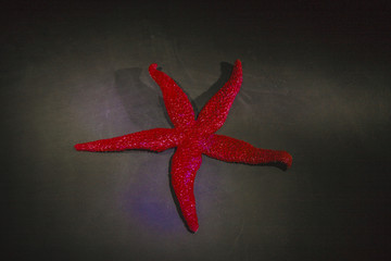 Sea star on white background