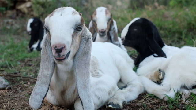 Herd of young long eared Anglo Nubian goats video footage clip