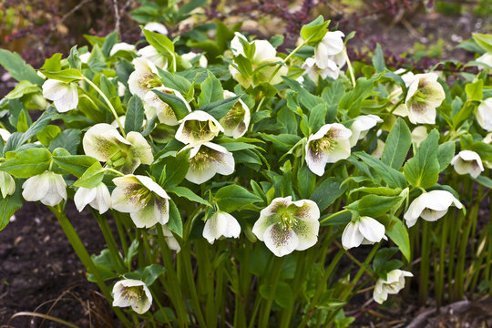 Close-up of a white hellebore with purple spots in a garden.
