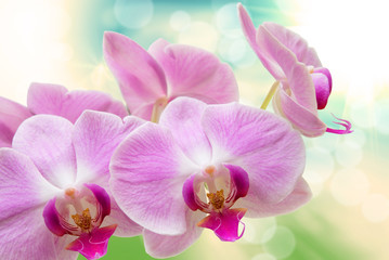 Plakat orchid flower