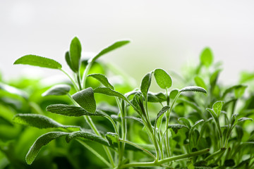 Salvia officinalis, sage, also called garden sage