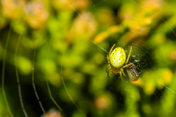 Cucumber green spider