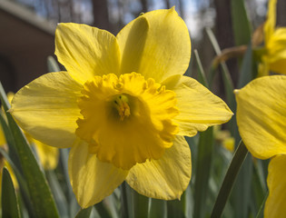 Daffodil Botanical photos, royalty-free images, graphics, vectors ...