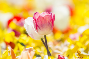 Tulpen © Seegraphie