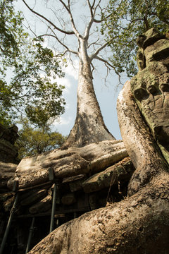 Ta Prohm root tree