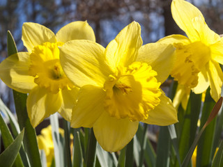 Spring Daffodils