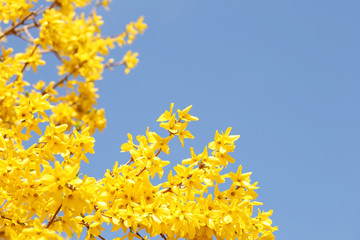 Yellow Flowers. Beautiful Forsythia Bush Bloom in Springtime