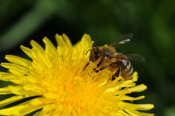 Fotobehang Biene © Petra Reischl-Zehent