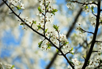 cherry tree in spring