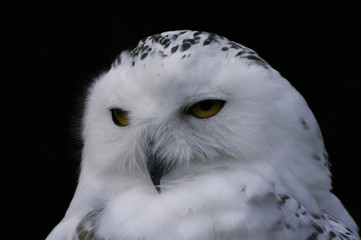 Snowy Owl