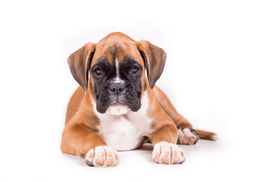 Beautiful puppy german boxer on a white background
