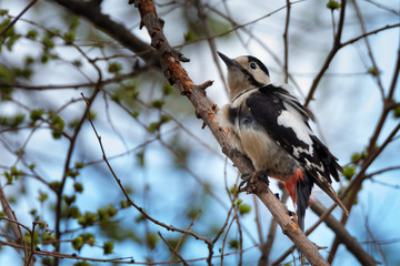 Great spotted woodpecker