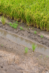 Paddy green Rice Fields in Thailand.