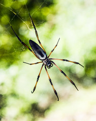 Palm spider