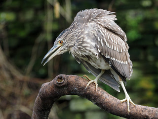 Young small blue heron