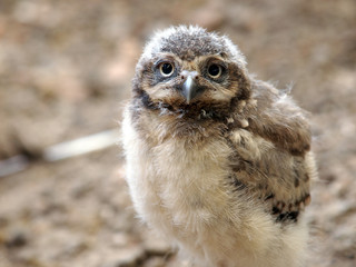Young owl