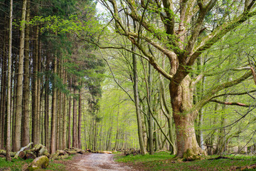 Mixed forest in spring