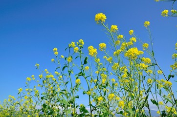 菜の花と青空