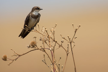 Banded martin sitting on a dry branch and calling its mate