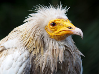 Vulture