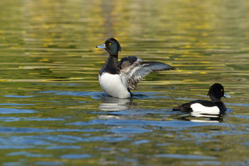 Tufted Duck, Aythya fuligula