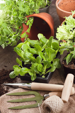 Gemüsepflanzen und Gartenwerkzeug