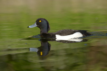 Tufted Duck, Aythya fuligula