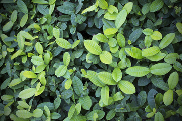Green Leaf Background, Texture