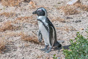 Naklejka premium African Penguin