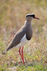 Crowned plover walking on short grass looking for insets