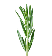 Rosemary twig isolated on white background