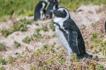 African Penguins