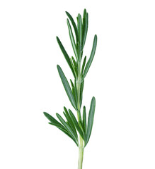 Rosemary twig isolated on white background