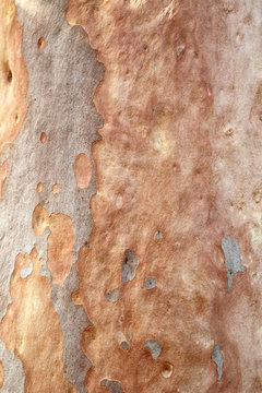 Eukalyptus-Rinde
