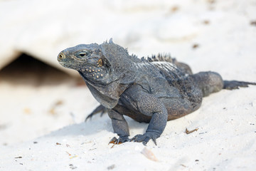 Island iguanas in wildlife.